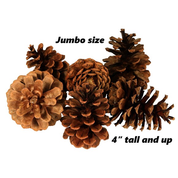 Lot of 25 - Oregon PONDEROSA Pine Cones Organic Natural JUMBO SIZE 4" or taller - Picture 1 of 3